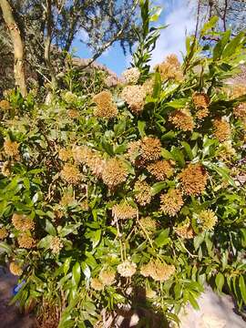 Image of <i>Eupatorium dodonaeifolium</i> DC.