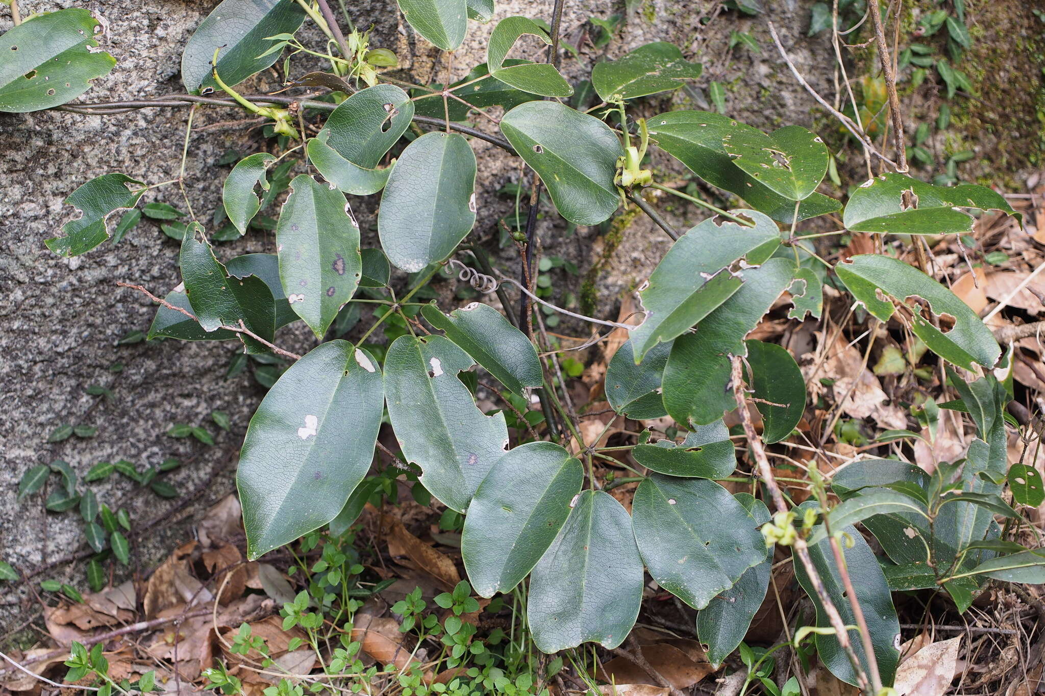Image of Stauntonia hexaphylla (Thunb.) Decne.