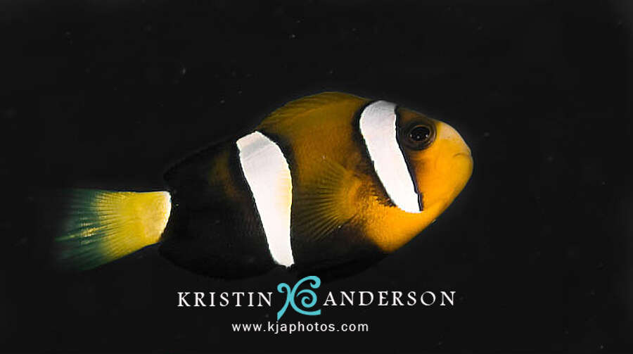 Plancia ëd Amphiprion clarkii (Bennett 1830)