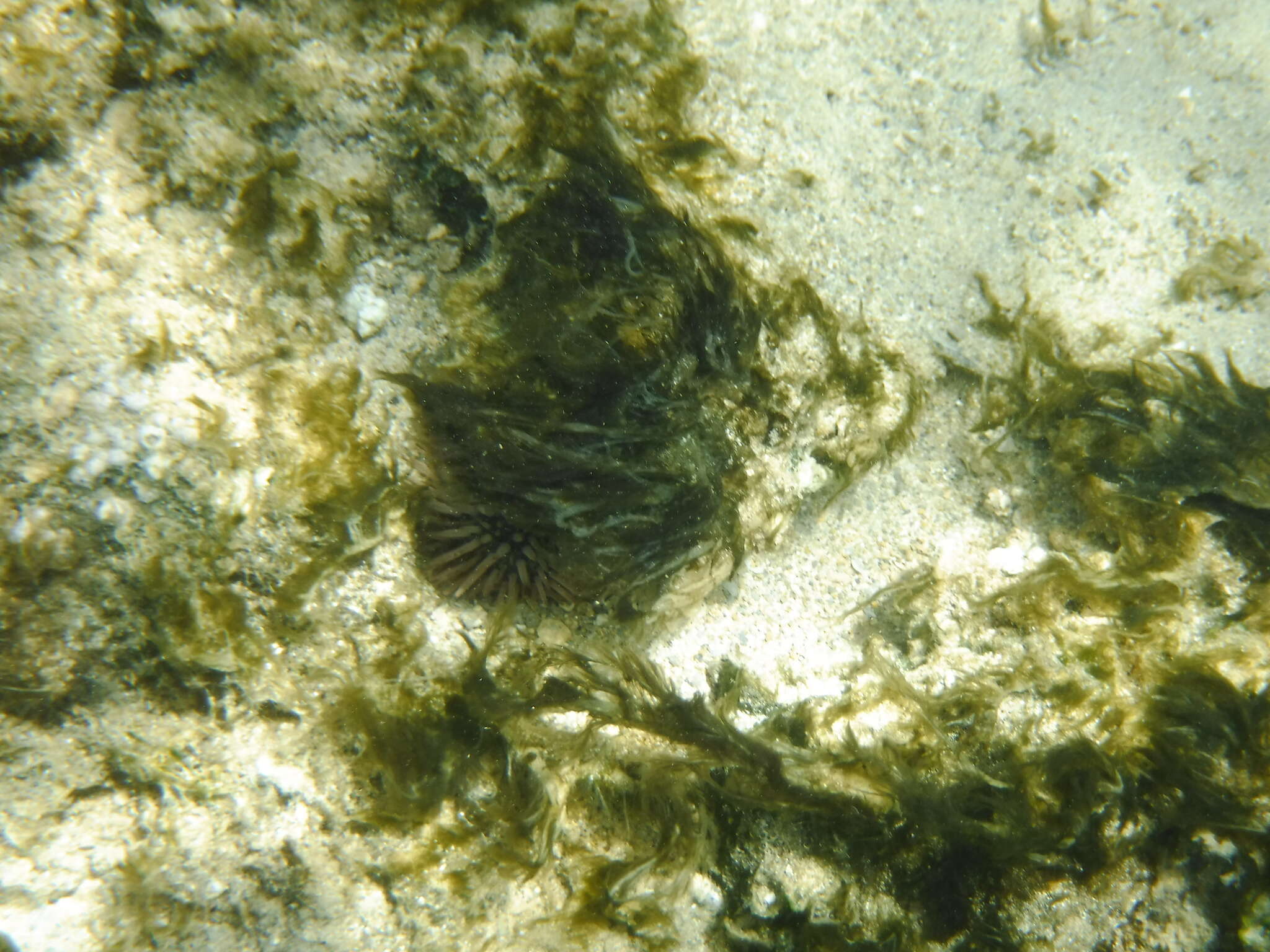 Image of Burrowing urchin