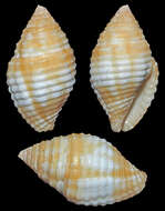 Image of Pseudonebularia cucumerina (Lamarck 1811)