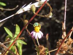 Agapostemon texanus Cresson 1872的圖片