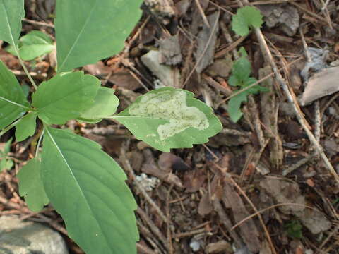 Image of Jewelweed Leafminer