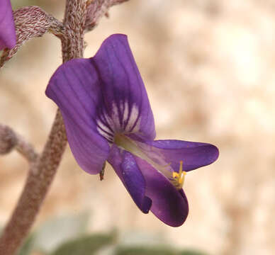 Image de Astragalus albens Greene