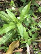 Image of undulate speedwell