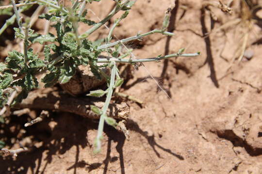 Imagem de Salvia spinosa subsp. spinosa