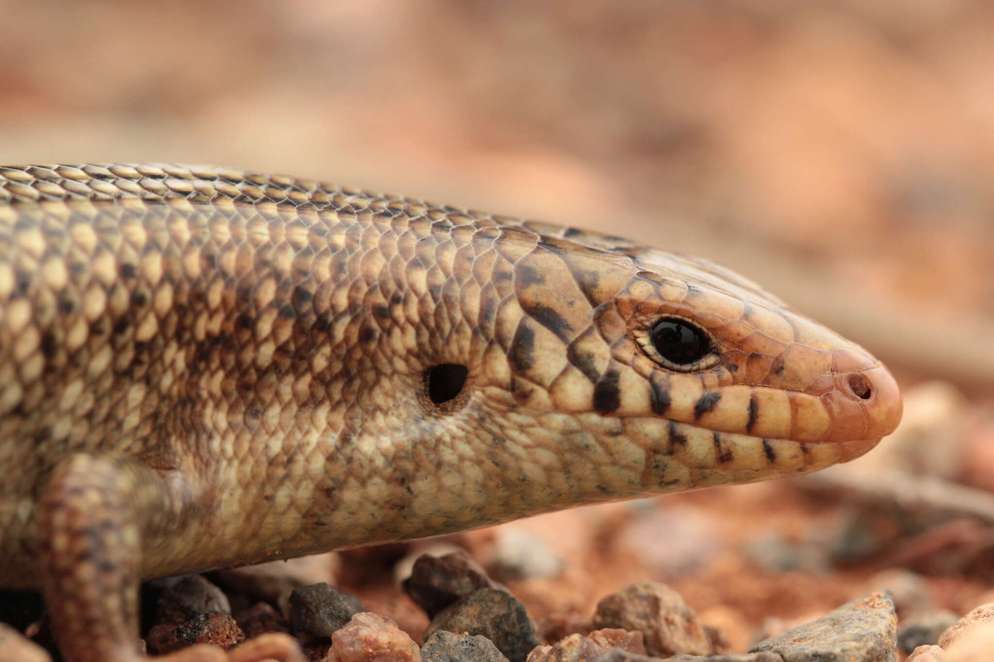 Image of Many-scaled Cylindrical Skink