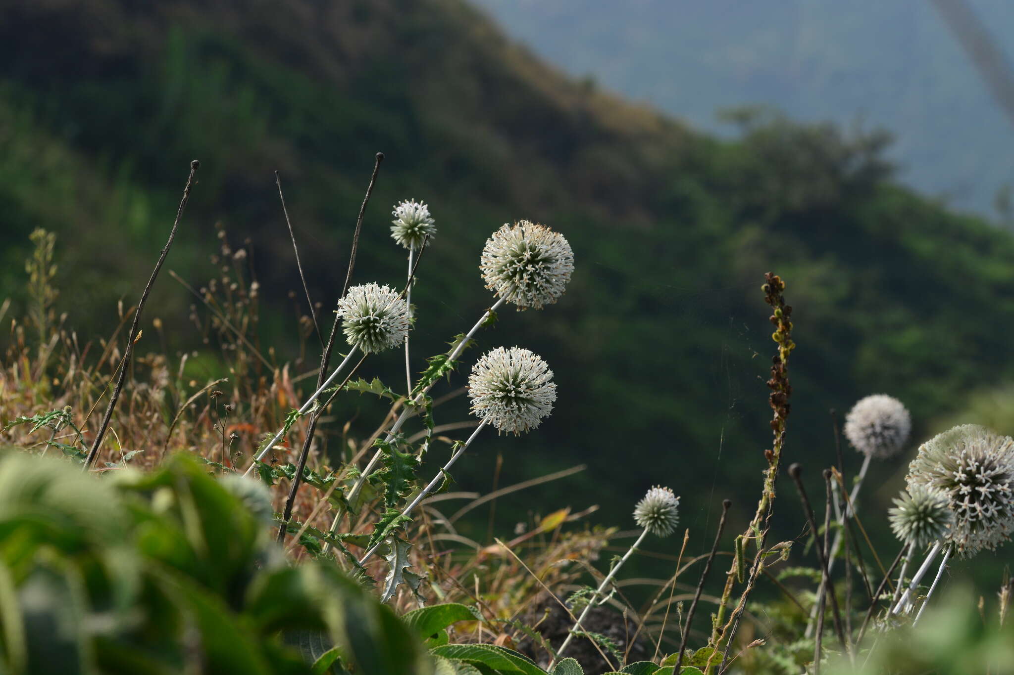 Imagem de Echinops sahyadricus