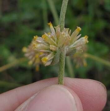 Image of Gomphrena perennis L.