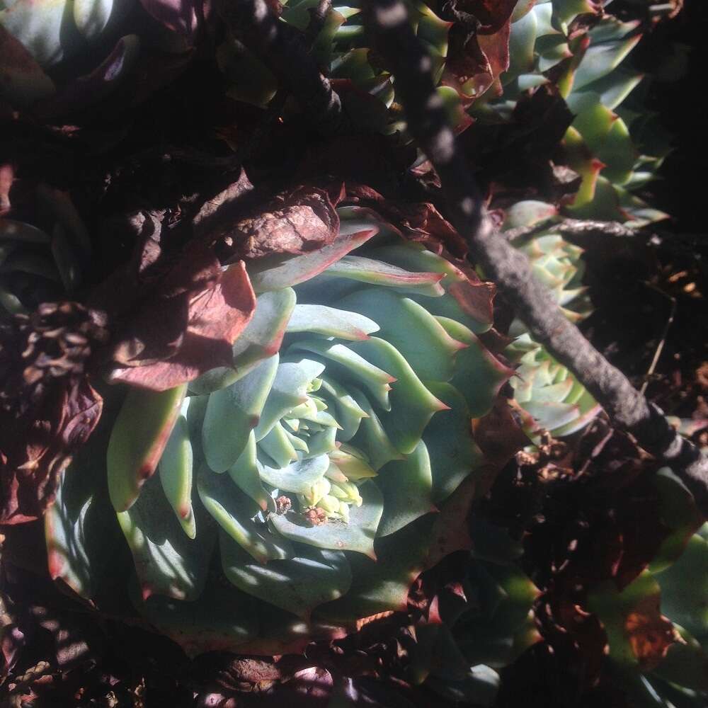 Image of hens and chicks