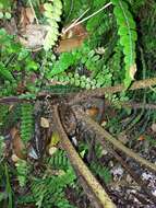 Image of Tree Fern Golden