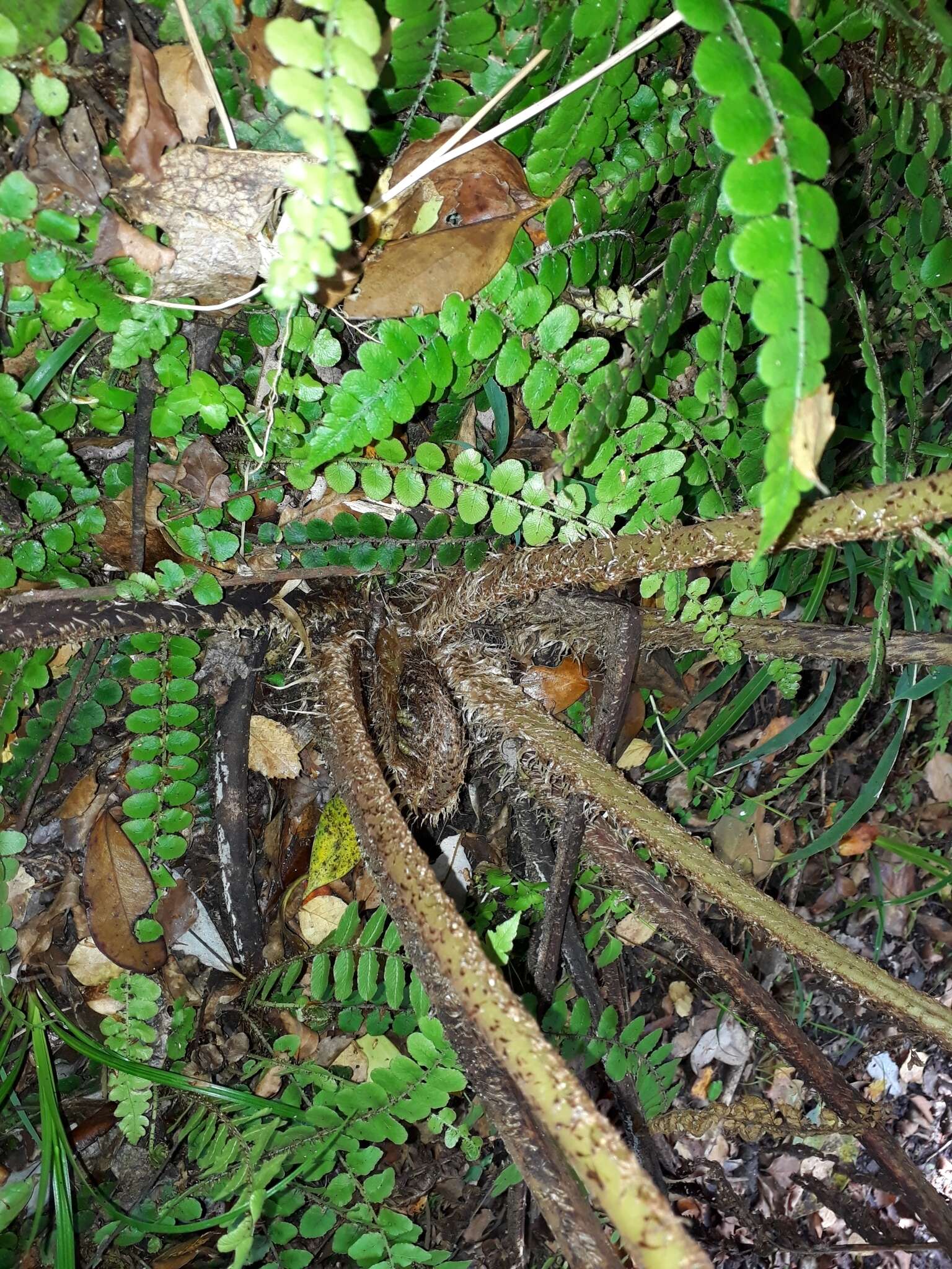 Image of Tree Fern Golden