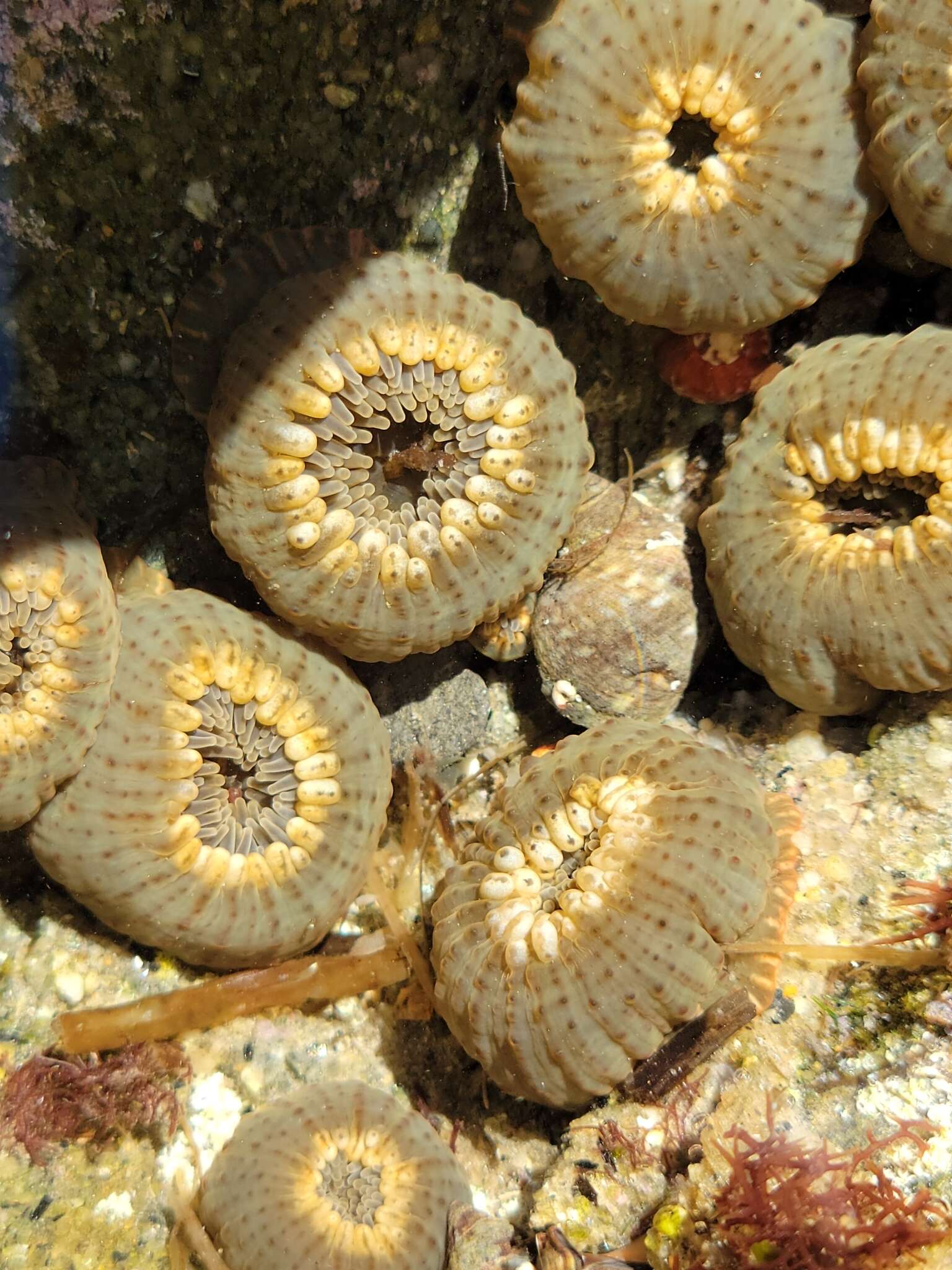 Image de Anthopleura mariae