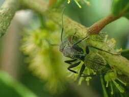 Image of Camponotus postoculatus Forel 1914