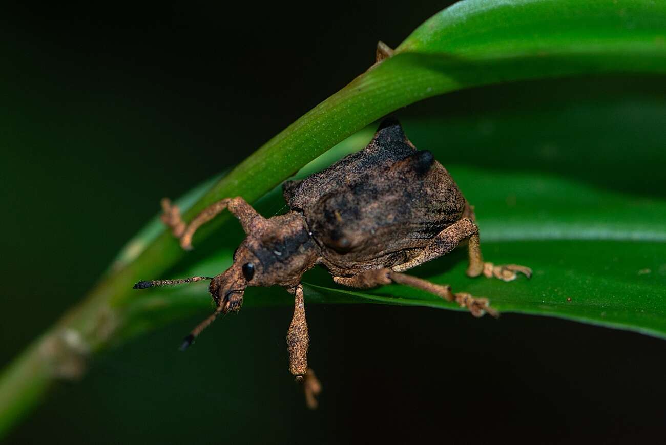 Image of Rhigus vespertilio Pascoe 1881