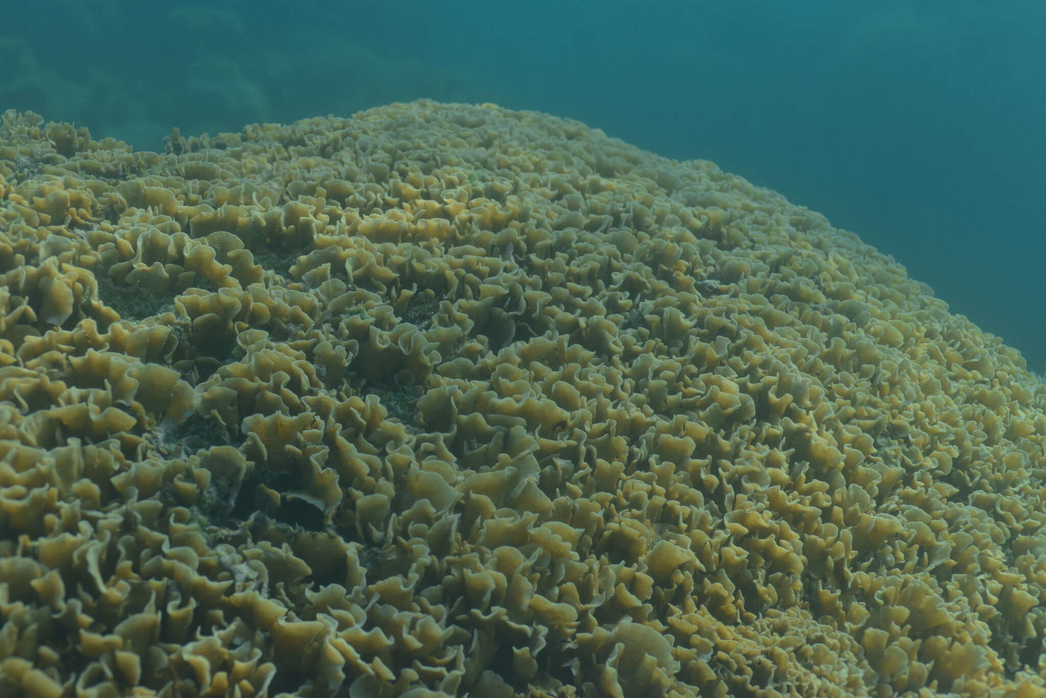 Image of leaf coral