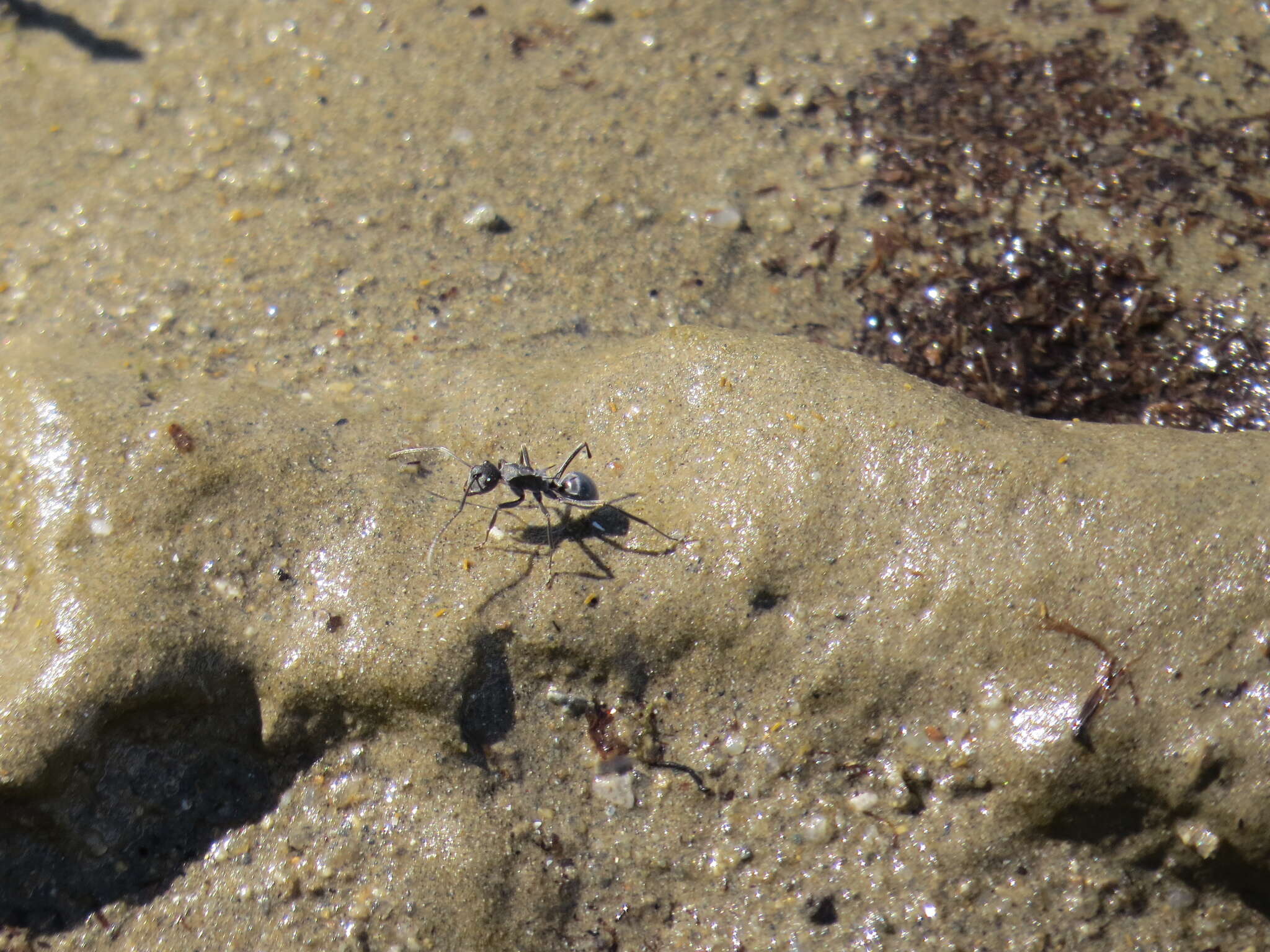 Image of Polyrhachis sokolova Forel 1902