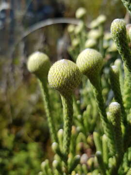 Image of Brunia sphaerocephala (Sond.) A. V. Hall