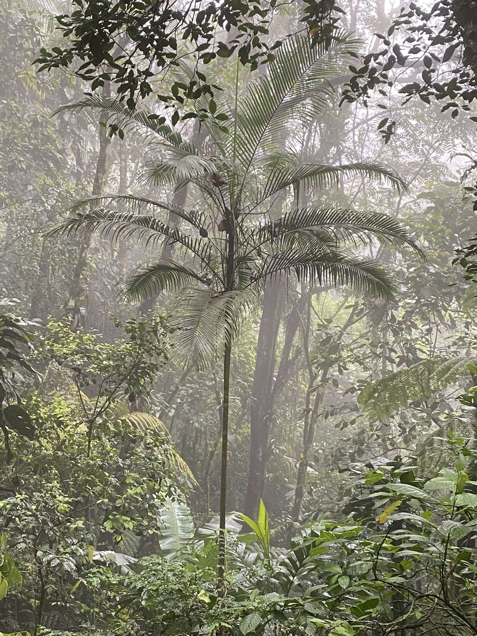 Image of Assai palm