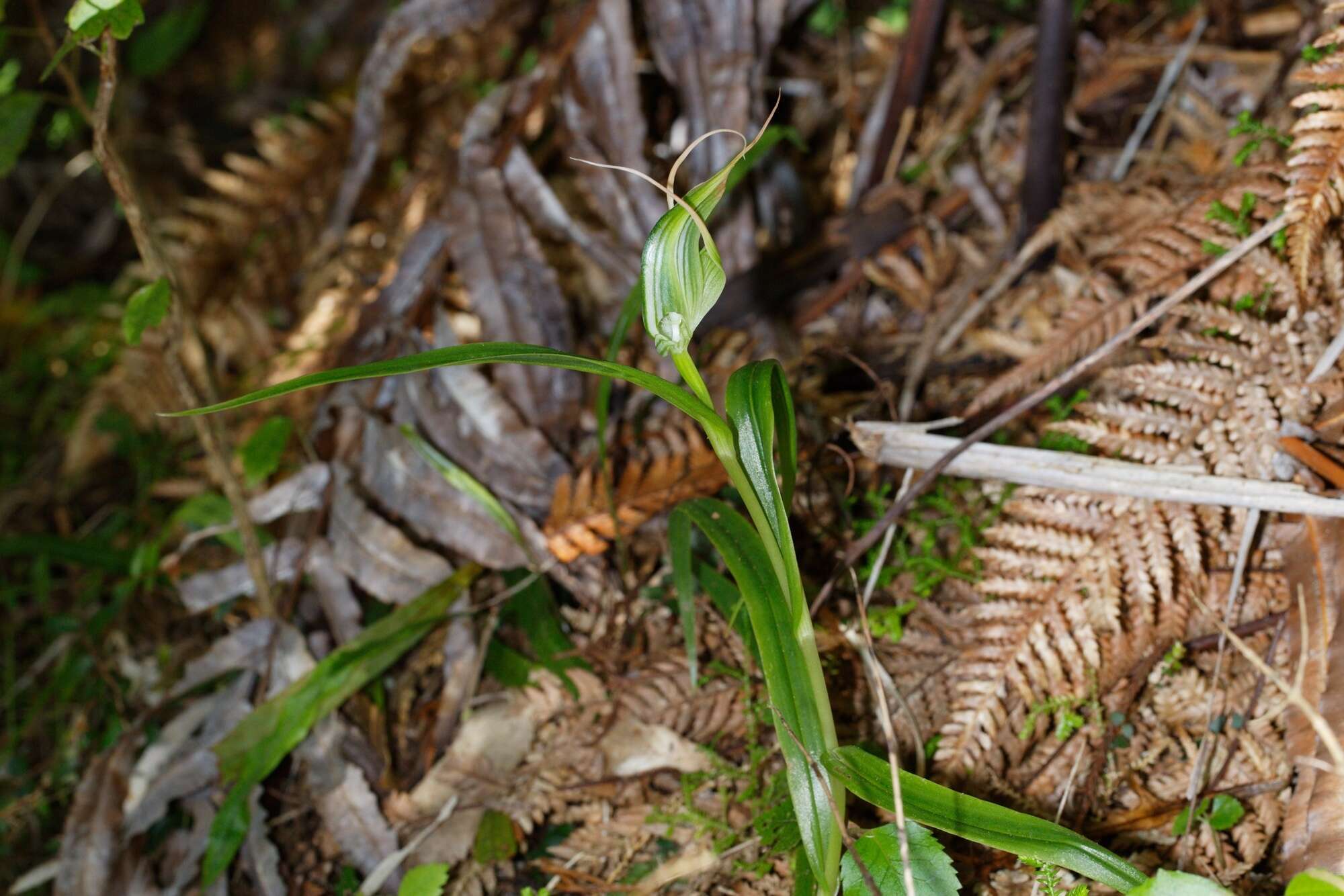 Image of Tutukiwi