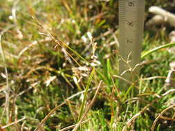 Image of Rytidosperma australe (Petrie) Connor & Edgar