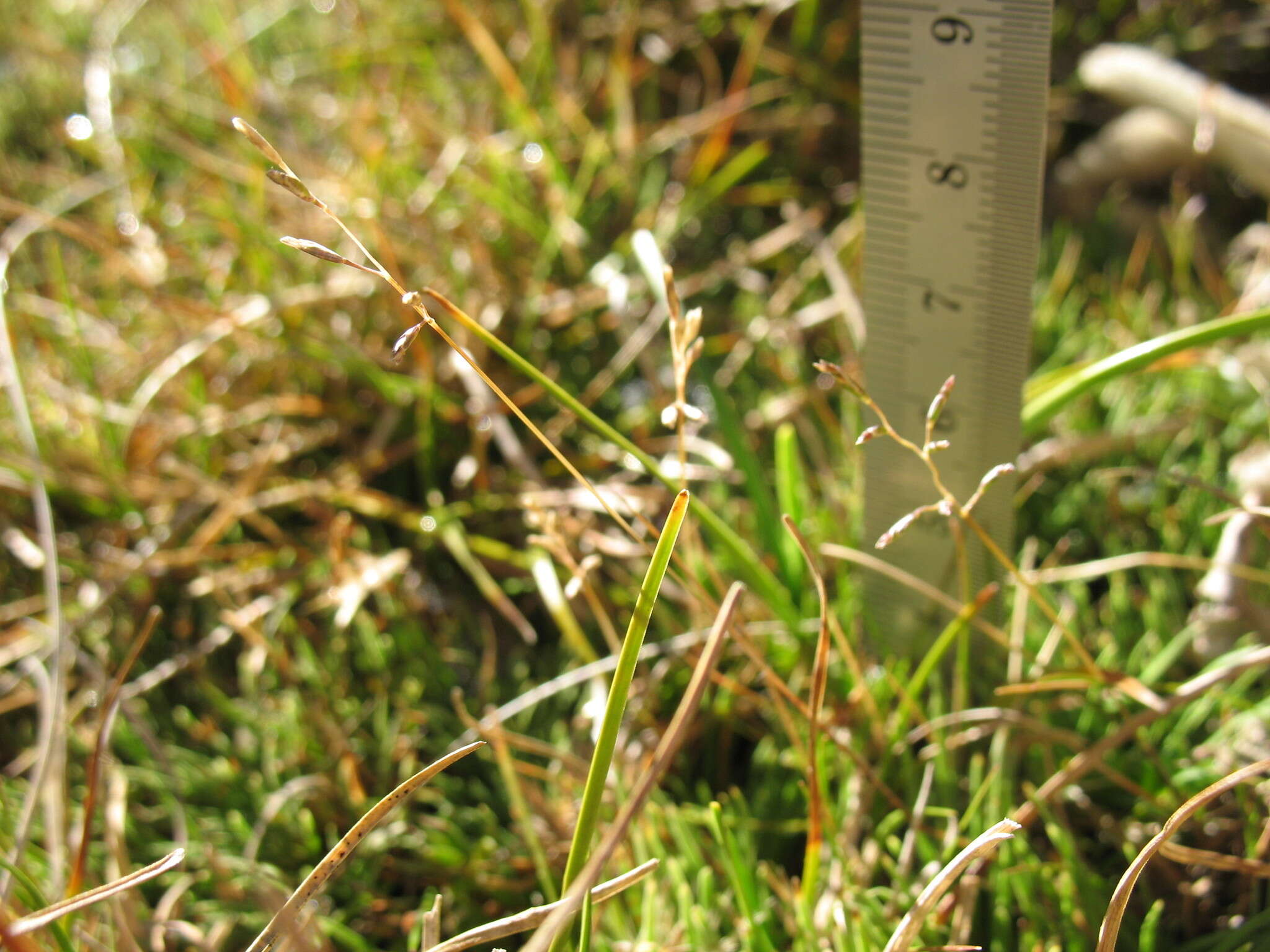 Rytidosperma australe (Petrie) Connor & Edgar resmi