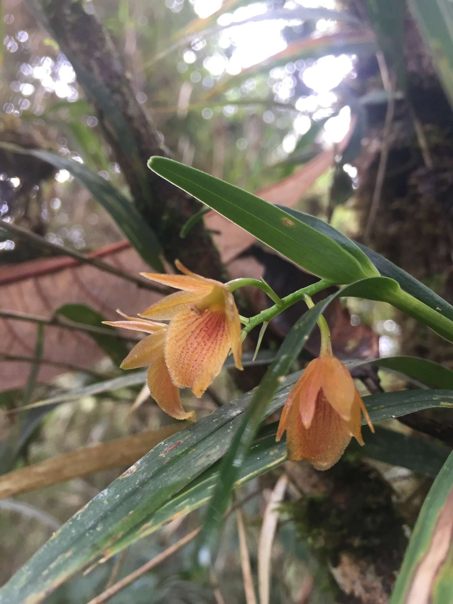 Image of Epidendrum arevaloi (Schltr.) Hágsater