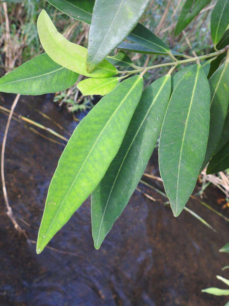 Image of Syzygium komatiense