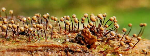 细筛菌的图像