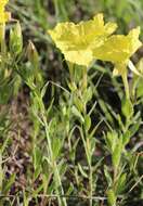 Imagem de Oenothera hartwegii Benth.