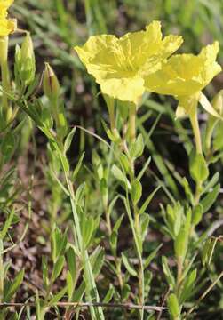 Imagem de Oenothera hartwegii Benth.