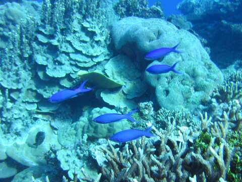 Image of Amethyst anthias