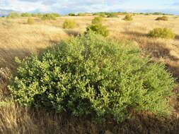 Image of Aspalathus aculeata Thunb.