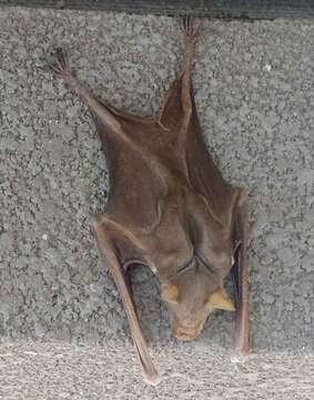 Image of Commerson's Leafnosed Bat