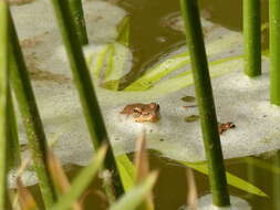 Plancia ëd Pelophylax saharicus (Boulenger ex Hartert 1913)