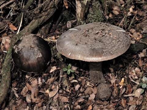 Image of Amanita nothofagi G. Stev. 1962