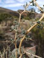 Image of Wiborgia mucronata (L. fil.) Druce