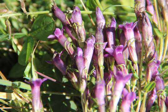 Sivun Gentianella caucasea (Loddiges ex Sims) J. Holub kuva