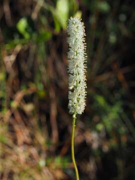 صورة Tofieldia glabra Nutt.