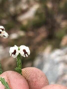 Image of Erica pseudocalycina Compton