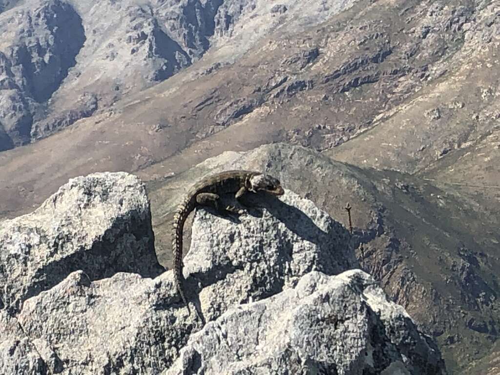 Image de Lézard des rochers