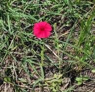 Image of Wilcox's phlox