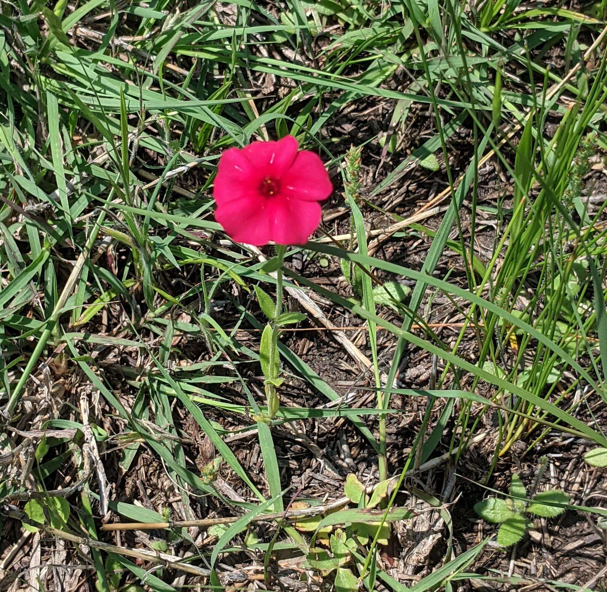 Image of Wilcox's phlox