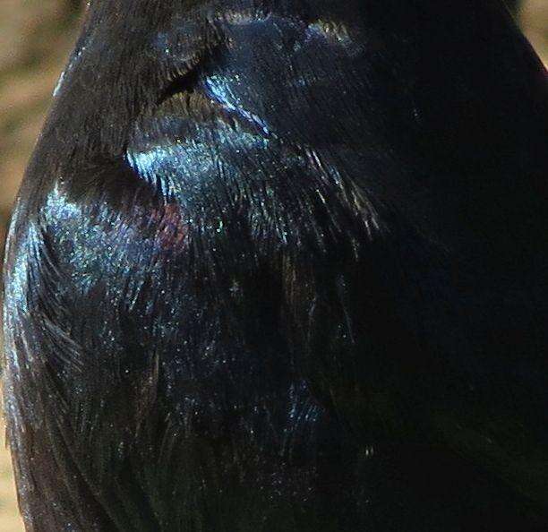 Image of Burchell's Glossy-Starling