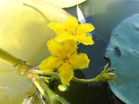 Image of Nymphoides fallax Ornduff