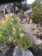 Image of Clanwilliam daisy