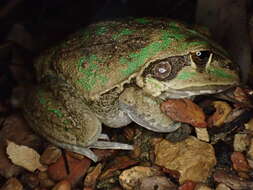 Image of Giant Frog