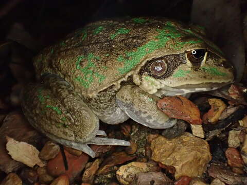 Image de Ranoidea australis (Gray 1842)