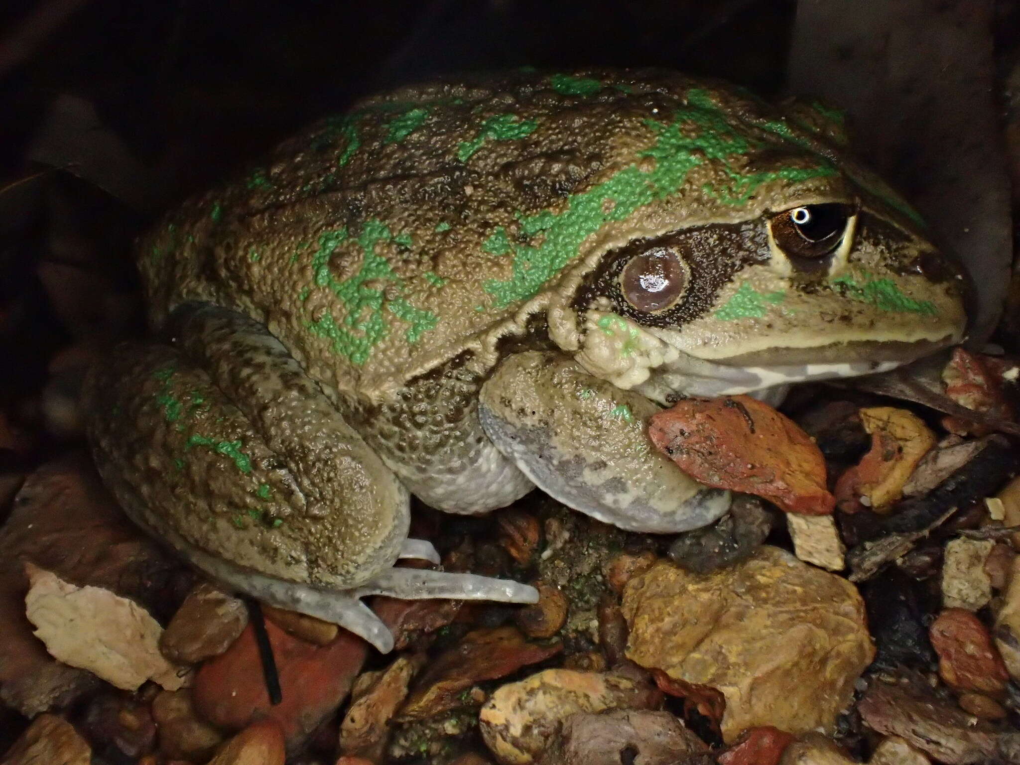 Image of Giant Frog