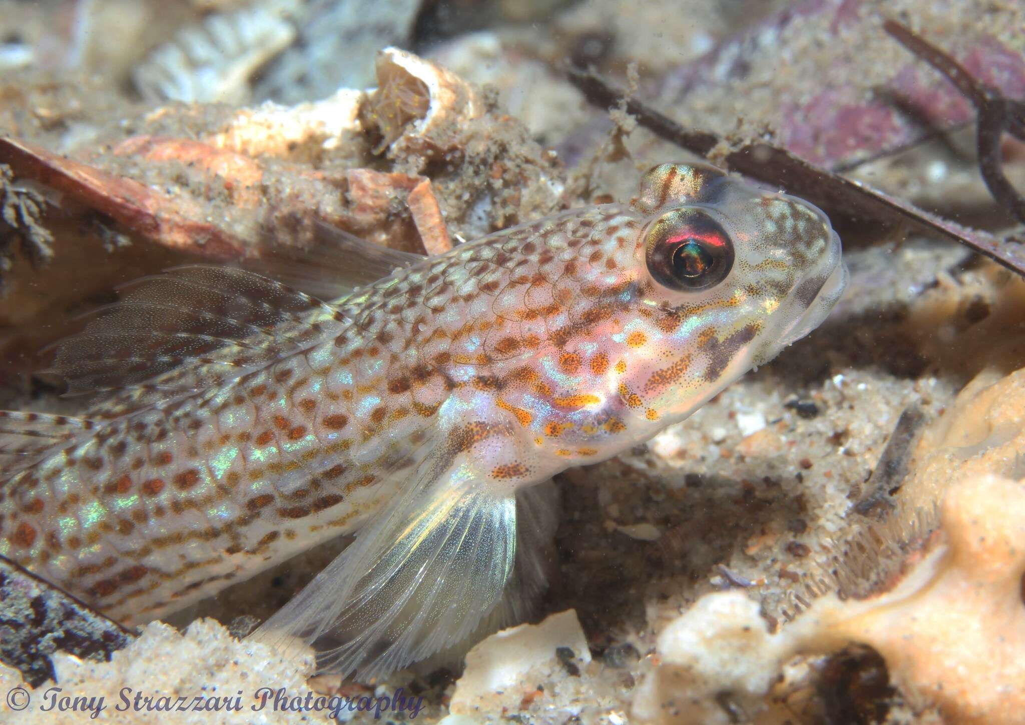 Image of Hoese&#39;s sandgoby